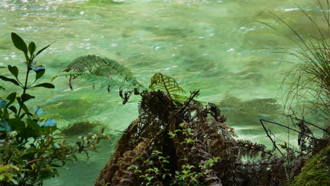 SLowly-flowing-crystal-clear-water-of-Tarawera-River-during-sunny-day-and-fern-plants-on-shore