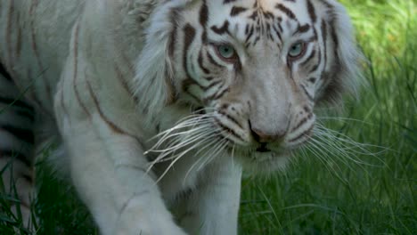 Epische-Zeitlupe-Des-Weißen-Tigers,-Der-Nach-Gebet-Jagt---Nahaufnahme-Der-Kamerafahrt