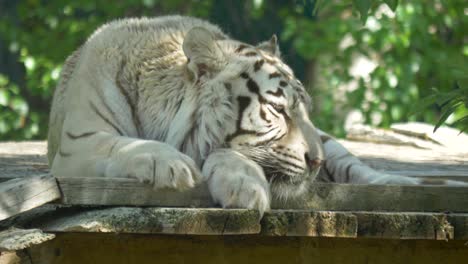 Schläfriger-Weißer-Tiger,-Der-In-Der-Sonne-Ein-Nickerchen-Macht