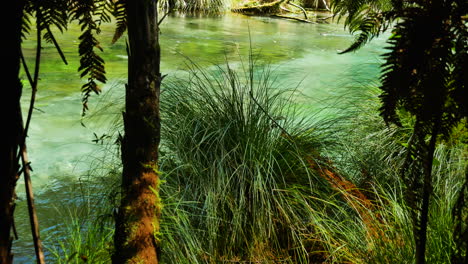 Neigen-Sie-Im-Sommer-Den-Schuss-Wachsender-Pflanzen-Am-Flussufer-Mit-Dem-Tropisch-Fließenden-Tarawera-Fluss
