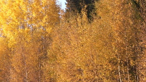 Line-of-colorful-yellow-birch-trees-in-autumn-season,-panning-left