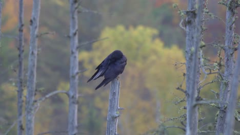 Wild-Common-Raven-Perched-On-A-Tree-During-Fall,-Colourful-Trees-In-Background