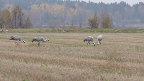 Flock-of-Crane-birds,-European-grus-grus,-gathered-on-autumn-field-before-migrating-south,-static-view