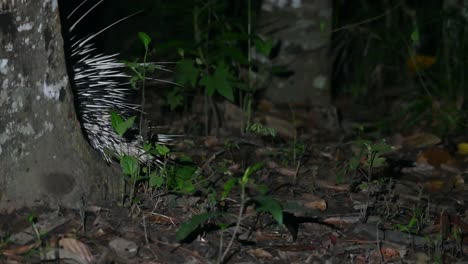 Malayan-Porcupine,-Hystrix-brachyura,-Phu-Khiao-Wildlife-Sanctuary,-Thailand