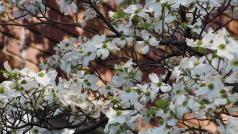 Beautiful-white-flowers-hanging-on-a-tree-in-Siloam-Springs,-Arkansas