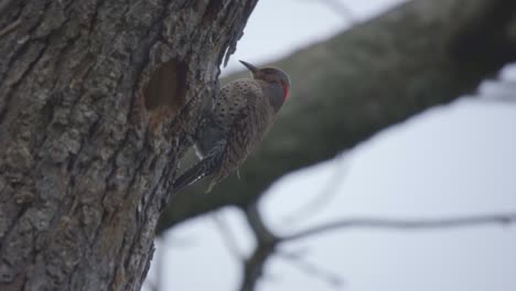 Closeup-Shot-Of-A-Northern-Flicker-In-Algonquin-Park,-Bird-Of-Woodpecker-Family-Found-In-Forests