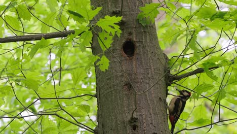 Great-spotted-woodpecker-with-red-cap-dendrocopos-major-juvenile-on-a-tree-trunk-near-nest-hollow-in-Texel,-Netherlands