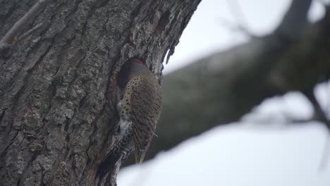 Slow-Motion-Closeup-Of-A-Northern-Flicker-Bird-Entering-A-Hollow-Tree-Nest-Cavity