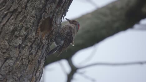 Closeup-Of-A-Northern-Flicker-Perched-On-A-Forest-Tree,-Beautiful-Bird-Woodpecker-Species