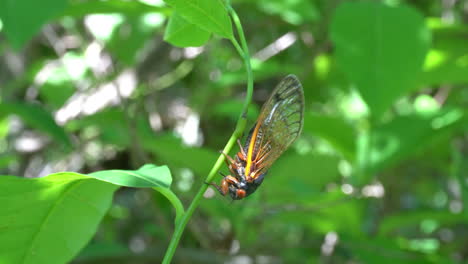 A-Brood-X-Cicada-hangs-upside-down-on-a-plant