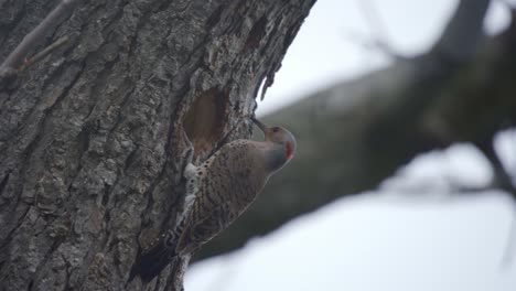 Closeup-Of-A-Northern-Flicker-Woodpecker-Bird-Exiting-A-Nest-In-Caledon,-Ontario