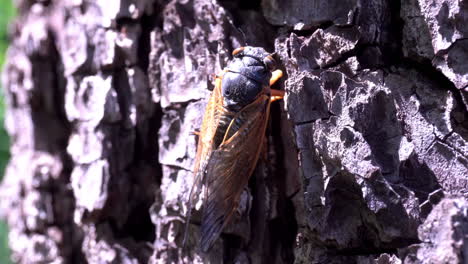 Brood-X-Cicada-climbs-up-bark-of-tree