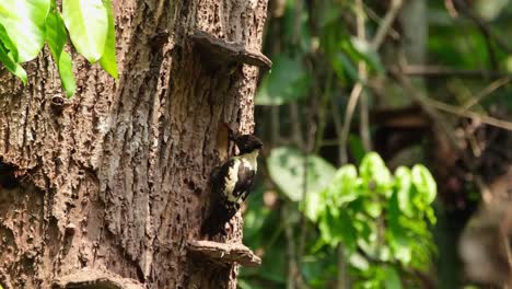 Black-and-buff-Woodpecker,-Meiglyptes-jugularis,-Khao-Yai,-Thailand