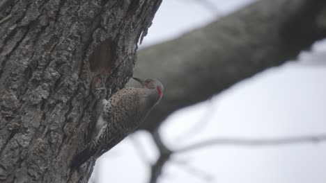 Portrait-Of-A-Perched-Northern-Flicker,-Beautiful-Woodpecker-Bird-In-Ontario