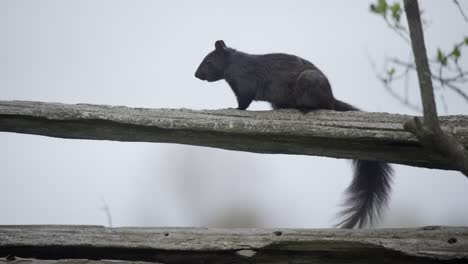 A-Black-Squirrel-Running-On-A-Farm-Fence-In-Slow-Motion-In-Ontario,-Canada
