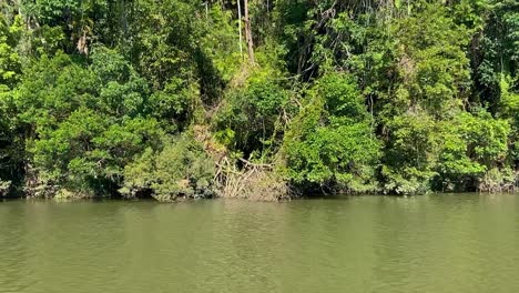 Gliding-along-the-green-waters-of-the-Amazon-like-Barron-River,-with-its-dense-jungle-shrouded-banks-with-their-tangles-of-creepers-and-rich-green-and-lush-rain-forest-in-tropical-North-Queensland