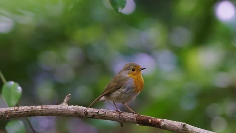 Rack-Focus-View-Robin-Perched-On-Branch-With-Blurred-Forest-Background