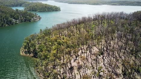 Reverse-aerial-footage-over-the-burnt-native-forest-on-the-Mallacoota-Inlet,-in-eastern-Victoria,-Australia,-December-2020,-a-year-after-wildfires-affected-the-region