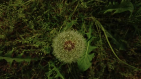 Close-up-shot-of-the-Dandelion-in-nature