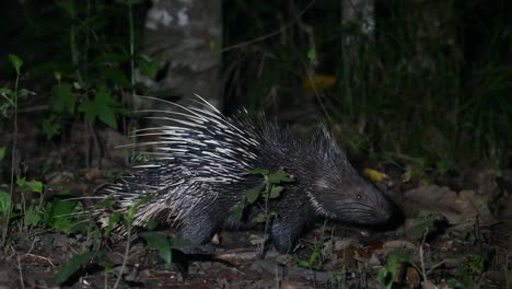 Himalayan-Crestless-Porcupine,-Hystrix-brachyura,-Phu-Khiao-Wildlife-Sanctuary,-Thailand