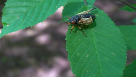 Newly-emerged-Brood-X-Cicada-rests-on-leaf-as-wings-inflate