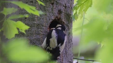 Great-Spotted-Woodpecker-Feeds-Chicks-On-Hollow-Tree-In-The-Forest