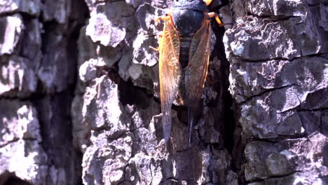 A-Brood-X-Cicada-climbs-up-the-bark-of-a-tree