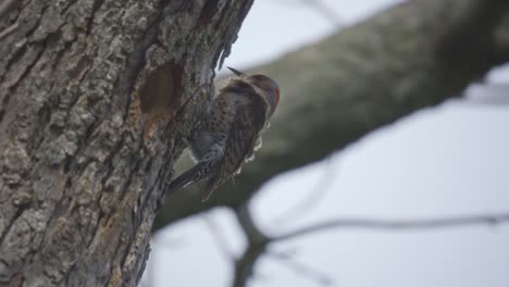 Closeup-Of-A-Woodpecker-Bird-Perched-On-A-Tree,-Northern-Flicker-With-feathers-Flowing-In-Wind