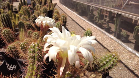 Close-up-gimbal-shot-of-bees-on-white-cactus-flower