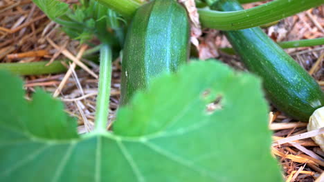 Zucchini-Wächst-Mit-Stroh-Als-Mulch-In-Einem-Bio-Garten