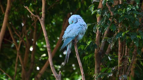 Blue-Indian-Ringneck-Parakeet,-Psittacula-krameri-manillensis