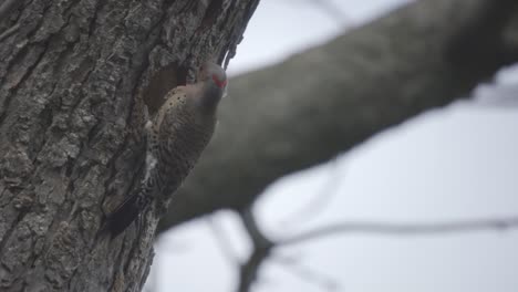 Closeup-Of-A-Northern-Flicker-Bird-Perched-On-A-Tree,-Feathers-Moving-In-Wind