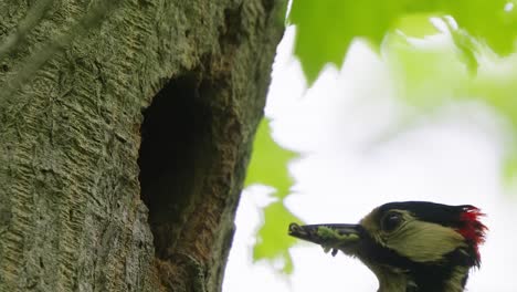 Extreme-close-up,-detailed-action-shot,-Great-spotted-woodpecker-mother-feeding-baby-bird,-tree-hole