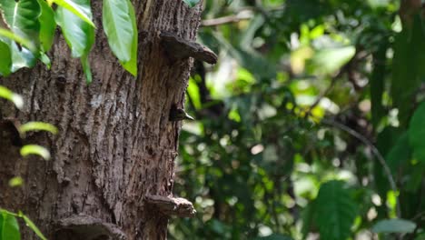 Pájaro-Carpintero-Negro-Y-Beige,-Meiglyptes-Jugularis,-Parque-Nacional-Khao-Yai,-Tailandia