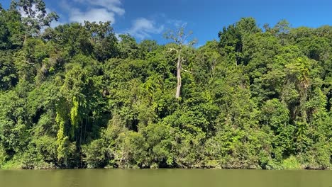 Blick-Vom-Braunen-Wasser-Des-Amazonasähnlichen-Flusses-Barron-Auf-Die-Dicht-Mit-Dschungel-Bedeckten-Ufer-Mit-Ihren-Schlingpflanzen-Und-Dem-Sattgrünen-Und-üppigen-Regenwald-Im-Tropischen-Norden-Von-Queensland