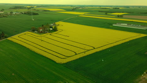 Rapeseed-Field-With-Tractor-Tracks-In-Countryside-Area-Of-Lubawa-In-Poland