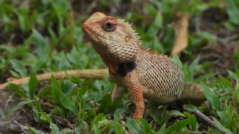 Lizard-finding-food-and-eating-