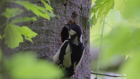 Great-spotted-woodpecker-female-feeding-chick-through-bored-hole-in-tree-trunk