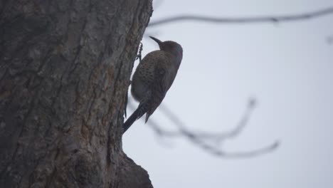 Closeup-Shot-Of-A-Northern-Flicker-Walking-Up-A-Tree,-Woodpecker-Species-Bird-Of-North-America