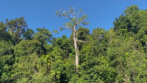 Slow-wide-orbiting-shot-of-a-vast-tree-growing-above-the-jungle-canopy,-through-the-dense-rainforest-with-its-tangles-of-creepers-and-rich-green-and-lush-foliage,-in-tropical-North-Queensland
