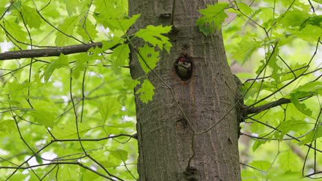 Baby-red-young-spotted-woodpecker-asking-for-food-in-tree-hole-nest