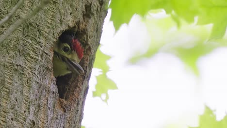Great-Spotted-Woodpecker-Climbing-Up-Tree-To-Give-Food-To-baby-in-nest-hole