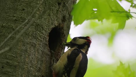 Great-spotted-woodpecker-bird-feeding-her-younger-baby-through-tree-hollow