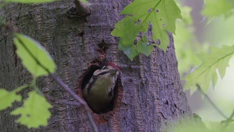 Woodpecker-chick-bird-waiting-looking-outside-tree-nest-hole,-static,-day