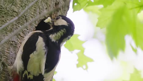 Great-Spotted-Woodpecker-Mother-Give-Food-On-Chick-Inside-The-Hollow-Tree-In-The-Forest
