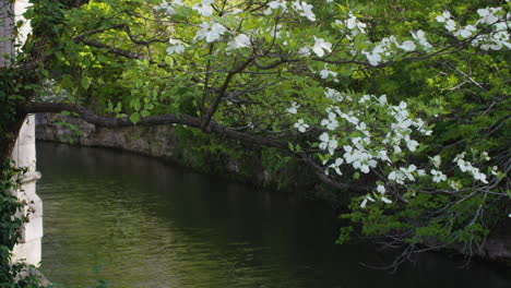 Sager-Creek-and-a-tree-with-white-flowers,-Siloam-Springs,-Arkansas,-zoom-out
