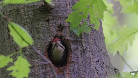 Great-Spotted-Woodpecker-Poking-Hole-Out-Of-Nest-Hole-In-Tree