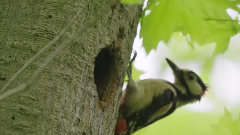 Great-spotted-woodpecker-bird-feeding-her-offspring-through-tree-hollow