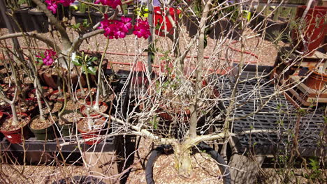 Nahaufnahme-Von-Wunderschönen-Wüstenrosenpflanzen,-Die-In-Einer-Gärtnerei-Zum-Verkauf-Stehen