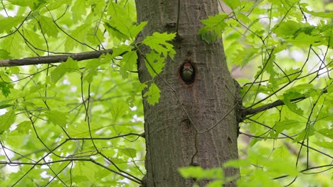 Great-Spotted-Woodpecker-Chick-Peeks-Out-From-Hole-In-A-Maple-Tree-At-Spring